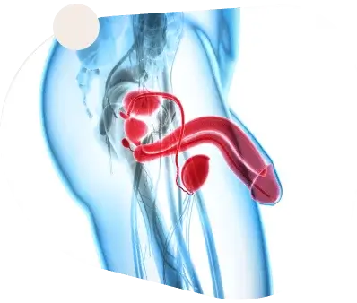 Bruno Capsules Affordable Price